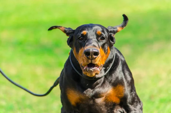 Doberman yürüme ve antrenman yapılan çayırda.