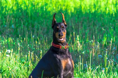 Yazın çayırdaki siyah doberman. Yüksek kalite fotoğraf