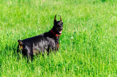 Yazın çayırdaki siyah doberman. Yüksek kalite fotoğraf