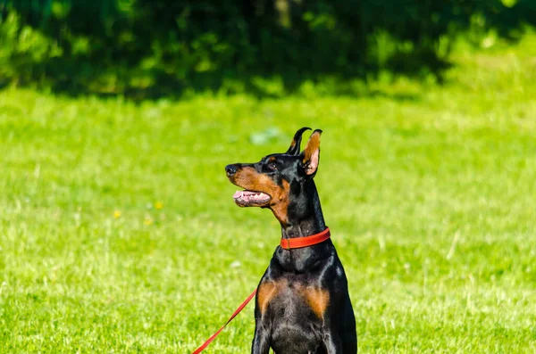 Svart Doberman Ängen Gräs Sommaren Högkvalitativt Foto — Stockfoto