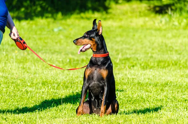 Zwarte Doberman Het Weidegras Zomer Hoge Kwaliteit Foto — Stockfoto