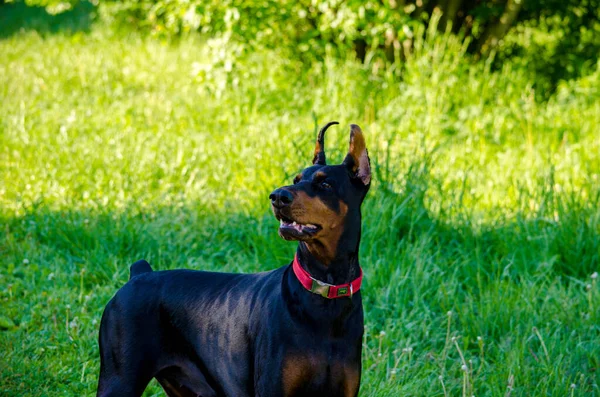 Doberman Preto Grama Prado Verão Foto Alta Qualidade — Fotografia de Stock