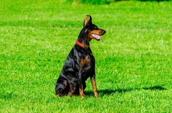 Fekete Doberman Réten Nyáron Kiváló Minőségű Fénykép — Stock Fotó