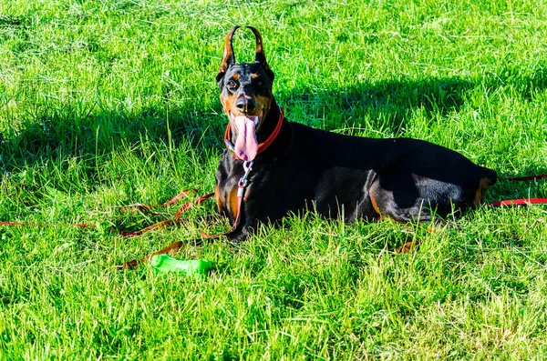 Zwarte Doberman Het Weidegras Zomer Hoge Kwaliteit Foto — Stockfoto