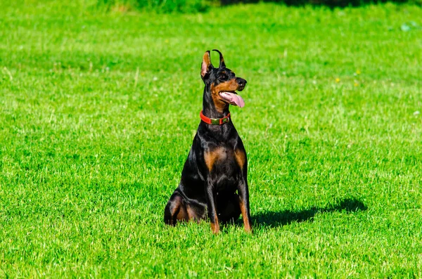 Black doberman on the meadow grass in summer — Stock Photo, Image