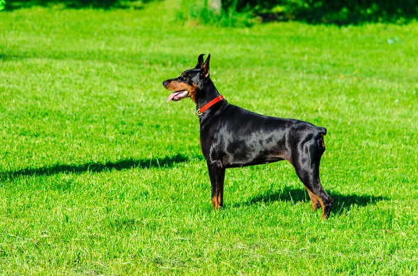 Doberman nero sull'erba prato in estate — Foto Stock