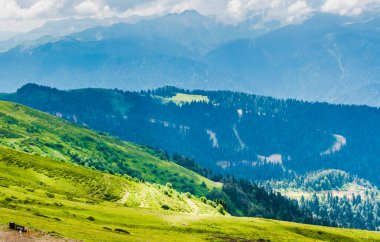 Yazın güzel, güneşli dağlarda, tarlaların arasında.