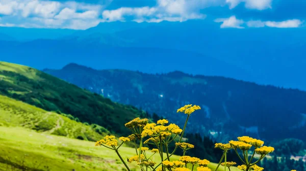 Flores de flor nas montanhas no verão — Fotografia de Stock