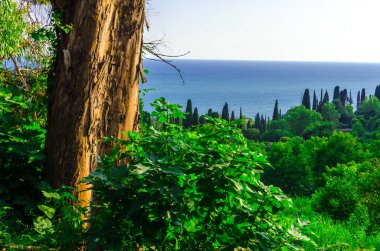 Abhazya 'da deniz kenarındaki yeşil bahçeler