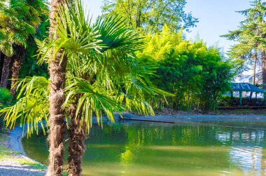 Güneşli bir günde, yazın mavi gökyüzüne karşı ağaçlarda yeşil palmiye yaprakları.