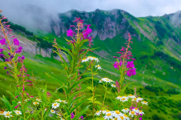 Lindas flores bonitas nas montanhas no verão nos prados — Fotografia de Stock