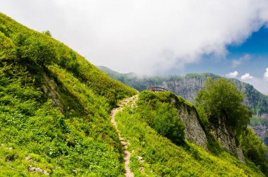 Güneşli bir günde yeşil çimenli ve çiçekli dağ çayırları