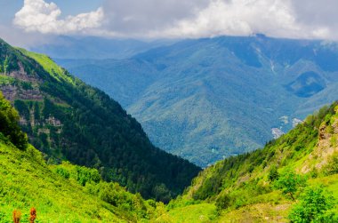 Güneşli bir günde yeşil çimenli ve çiçekli dağ çayırları
