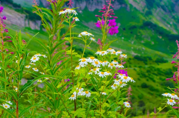 Lindas flores bonitas nas montanhas no verão nos prados — Fotografia de Stock