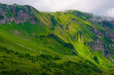 Güneşli bir günde yeşil çimenli ve çiçekli dağ çayırları. Yüksek kalite fotoğraf