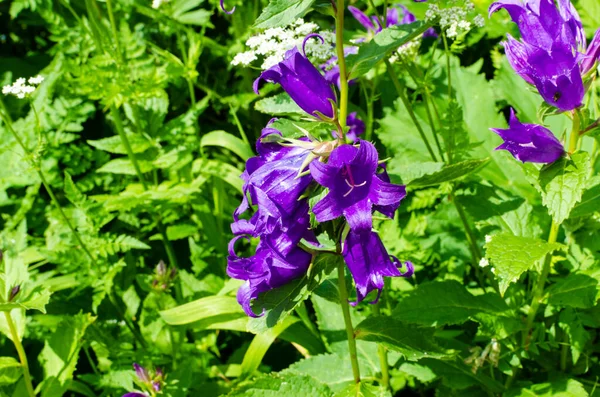 Mooie schattige bloemen in de bergen in de zomer in de weiden — Stockfoto