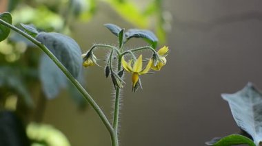 Çiçek açan domates çalıları yakın bir dalda