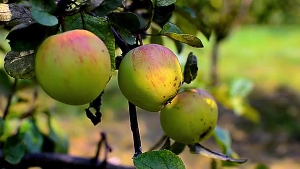 Ветви яблони с зелено-красными яблоками в солнечный день с листвой — стоковое видео