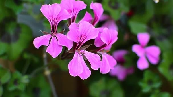 Pink blooming geranium close up — Stock Video