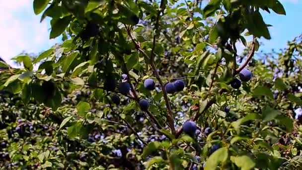 木の上に熟した青い梅の枝 — ストック動画