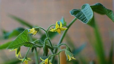 Çiçek açan domates çalıları yakın bir dalda