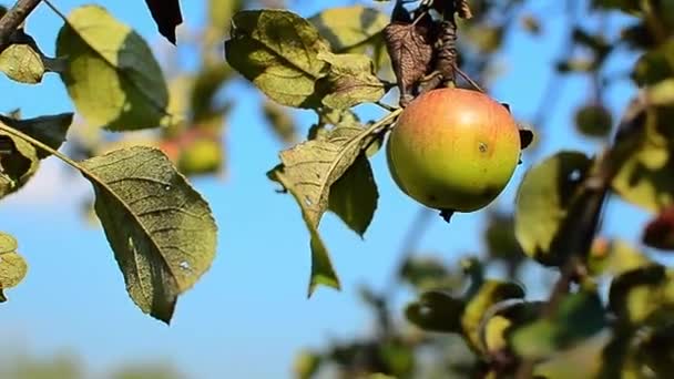 Ветви яблони с зелено-красными яблоками в солнечный день с листвой — стоковое видео