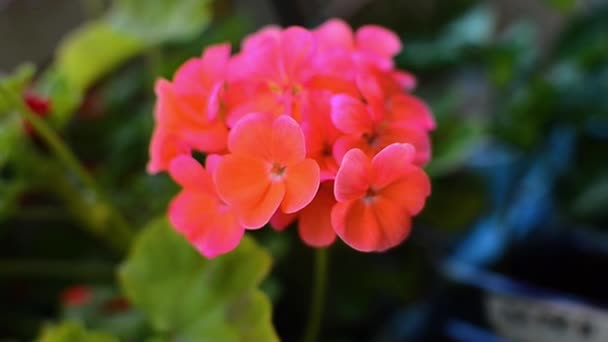 Pink blooming geranium close up — Stock Video