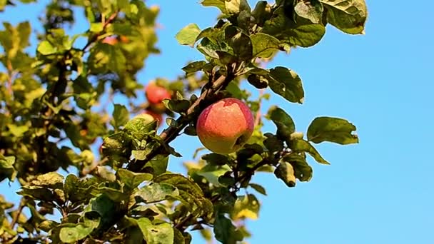 在阳光明媚的日子里，绿红的苹果枝条长满了叶子 — 图库视频影像