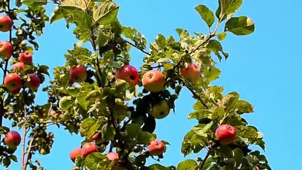 맑은 날 잎이 달린 초록색 사과가 달린 사과나무의 가지 — 비디오