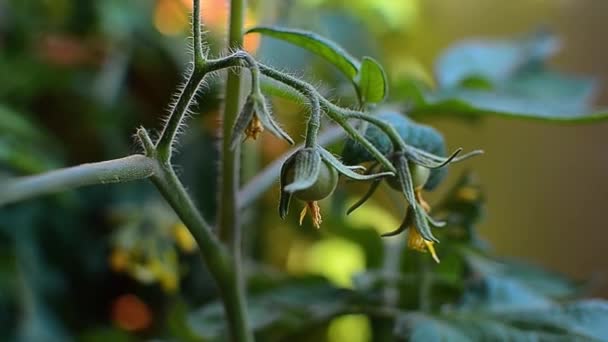 Arbustos de tomate maduros em uma escala de close-up ramo — Vídeo de Stock