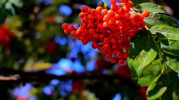 Bunches of red rowan berries on a branch on a tree — Stock Video