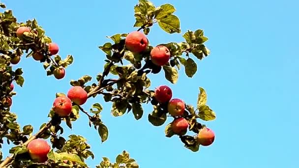 葉のある晴れた日に緑色のリンゴを持つリンゴの木の枝 — ストック動画