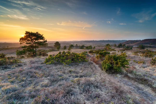 Sonnenuntergang Über Der Heide Bei Winfrith Der Landschaft Von Dorset — Stockfoto