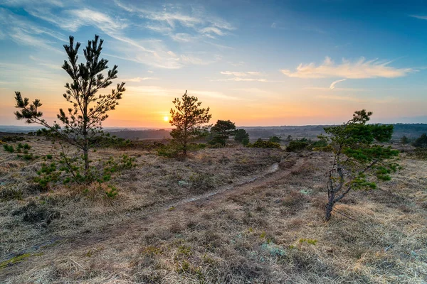 Sunset Track Running Winfrith Heath Dorset Countryside — Stock Photo, Image