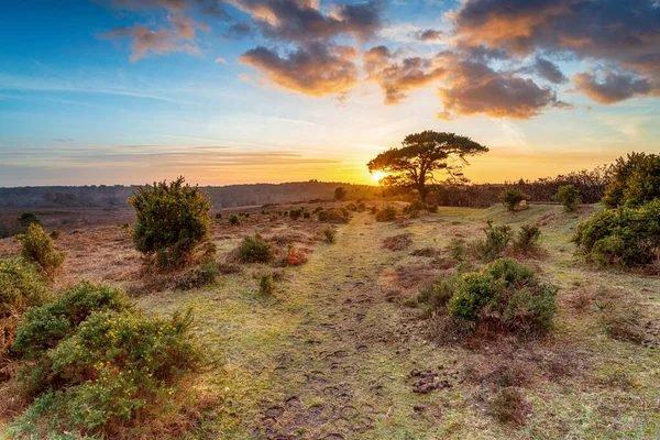 Lenyűgöző Naplemente Bratley View Felett New Forest Nemzeti Parkban Hampshire — Stock Fotó