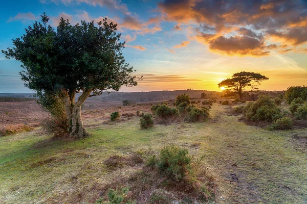 Krásný Západ Slunce New Forest Bratley View Poblíž Lyndhurst Hampshire — Stock fotografie