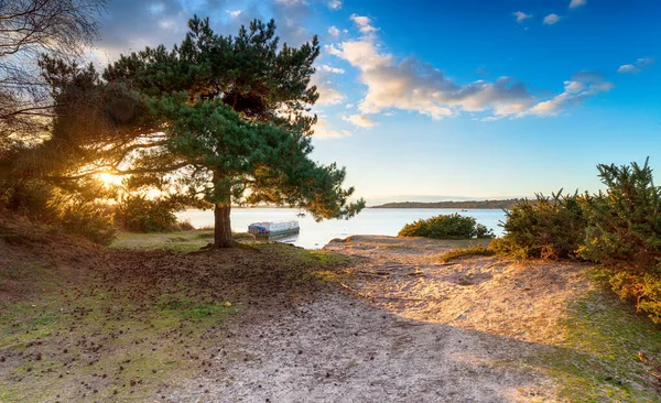 Pôr Sol Sonhador Sobre Pinheiro Escocês Bramble Bush Bay Studland — Fotografia de Stock