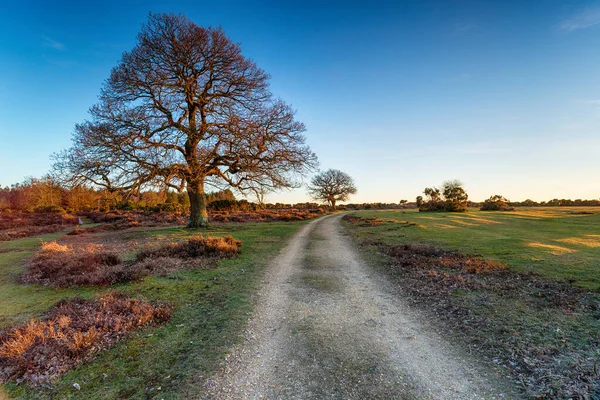 Egy Pálya Mog Shade Ben New Forest Nemzeti Parkban Hampshire — Stock Fotó