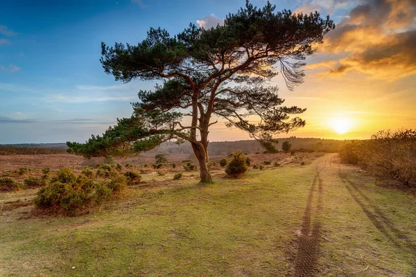 Prachtige Zonsondergang Boven Een Eenzame Dennenboom Bij Bratley View Het — Stockfoto