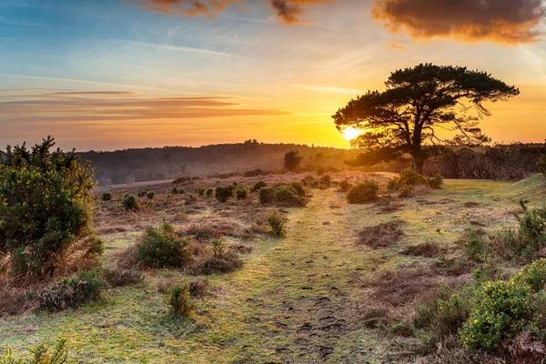 Drammatico Tramonto Sul New Forest National Park Bratley View Vicino Immagini Stock Royalty Free