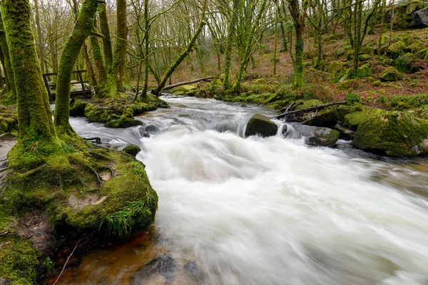 Golitha Falls — Stockfoto