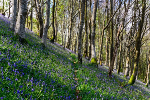 Blauglockenwälder — Stockfoto