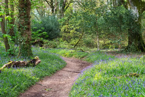 Blauglockenwälder — Stockfoto