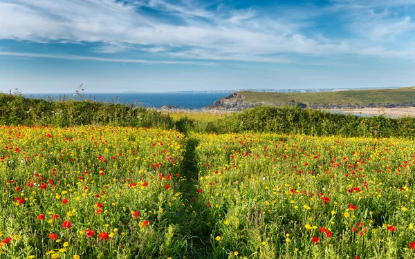 Wild Flower Meadow — Stock Photo, Image