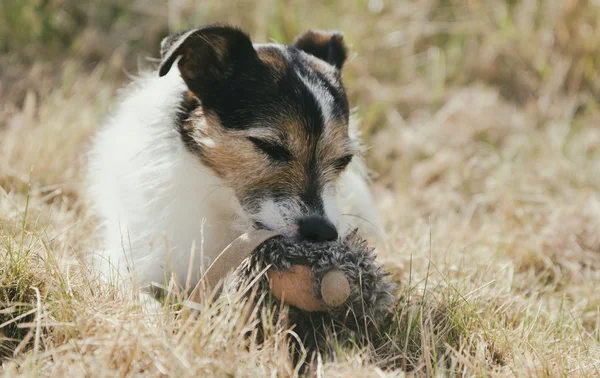 Холдинг игрушка собака — стоковое фото