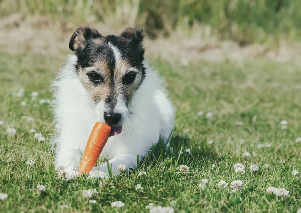 Собака ест морковь — стоковое фото
