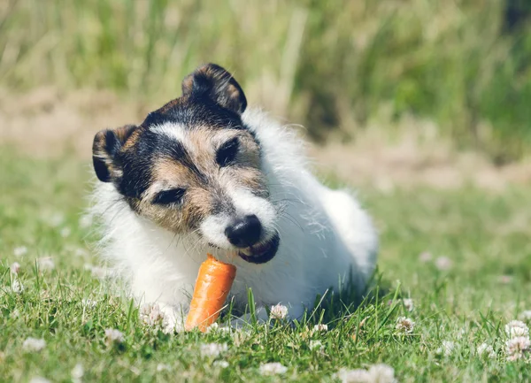 Hund frisst eine Möhre — Stockfoto