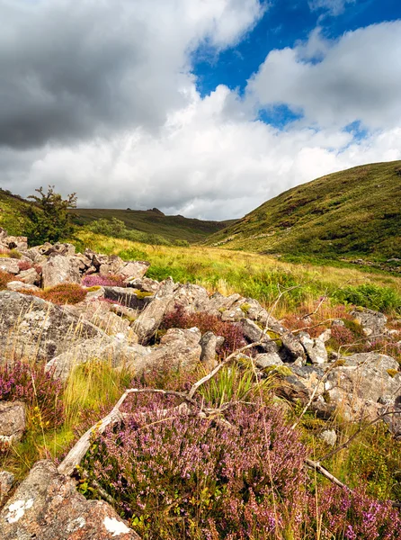 Léto na Dartmoor — Stock fotografie