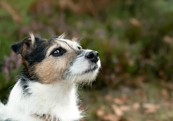 Jack russell — Stockfoto