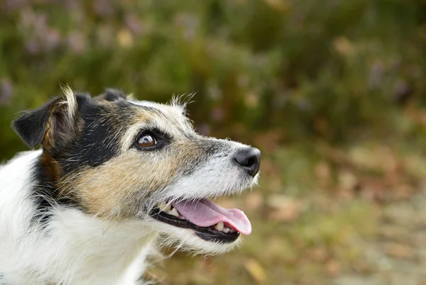 Jack russell — Stockfoto